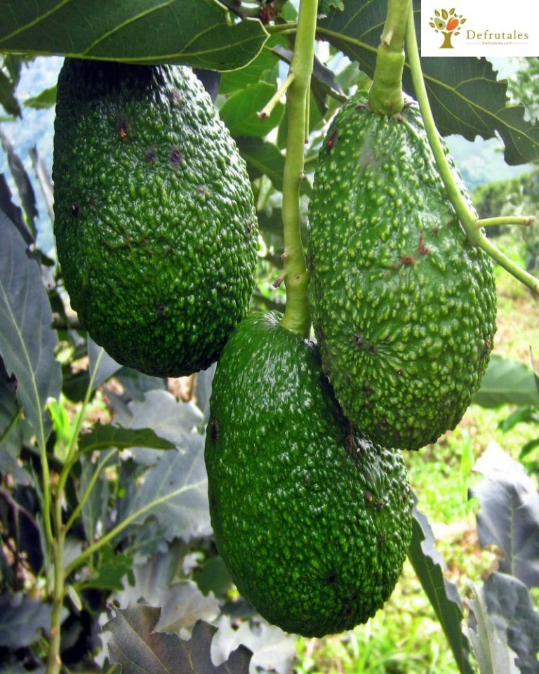Aguacate Hass