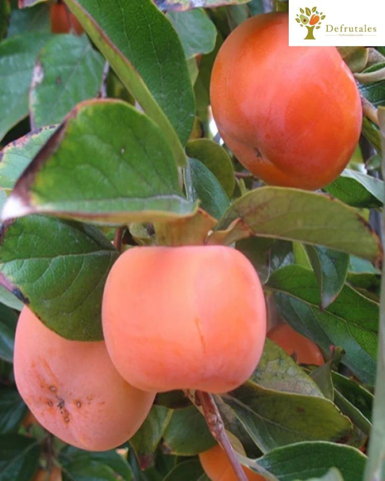 Caqui Fuyu