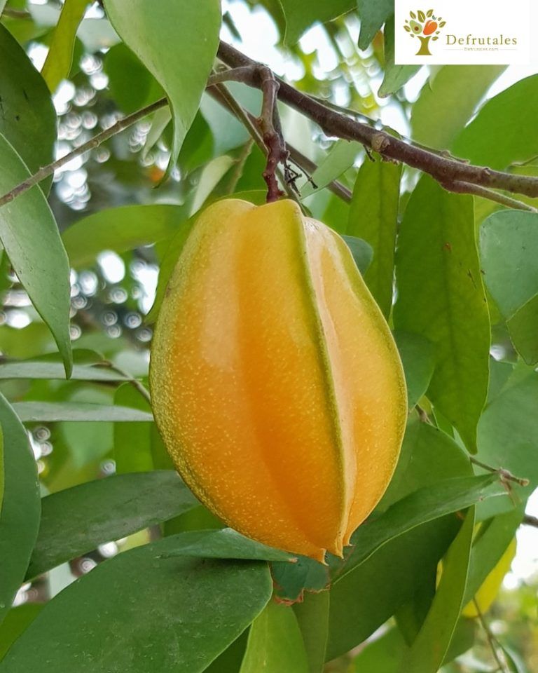 Arbol de Carambola