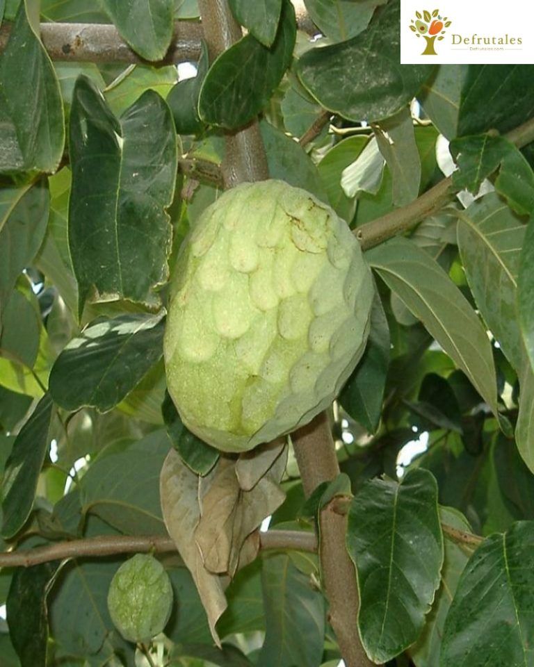 Chirimoyo