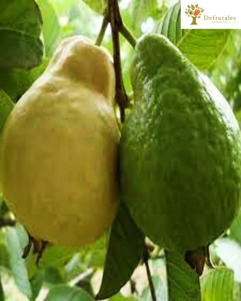 Guayaba