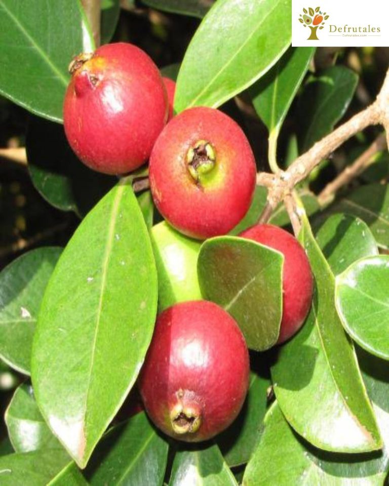 Guayaba Cattley