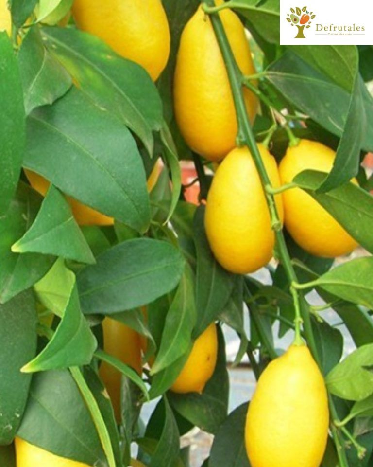Limequat