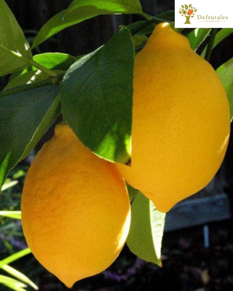 Limonero Lunero