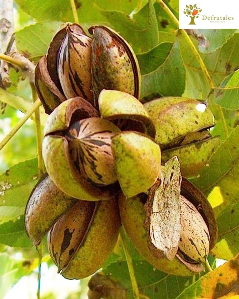 Nogal Pecan