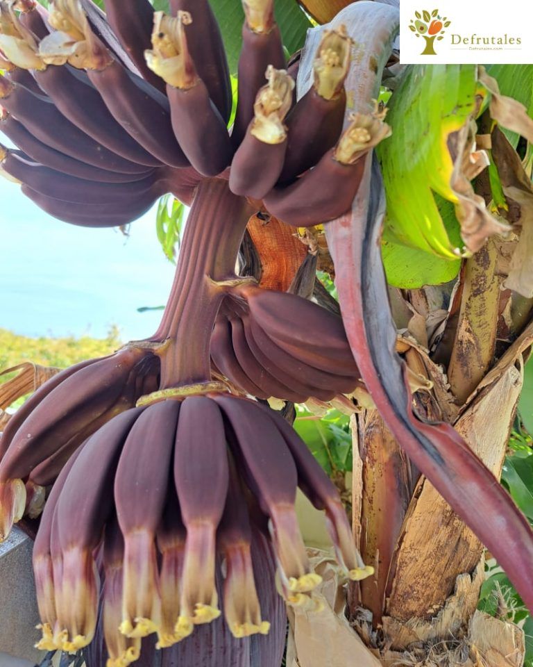 Platanera Roja