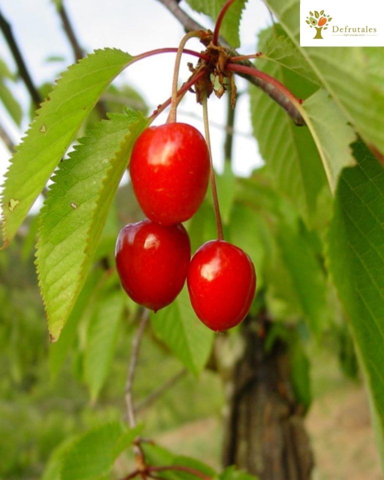 Cerezo Cristobalina