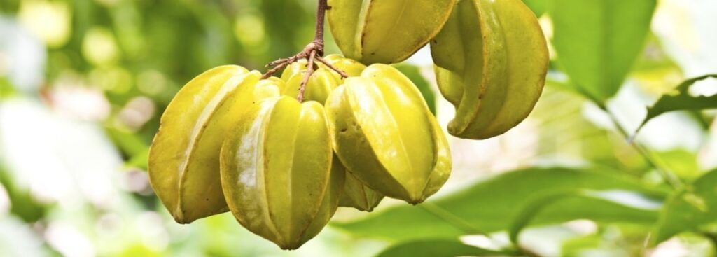 Carambola Defrutales