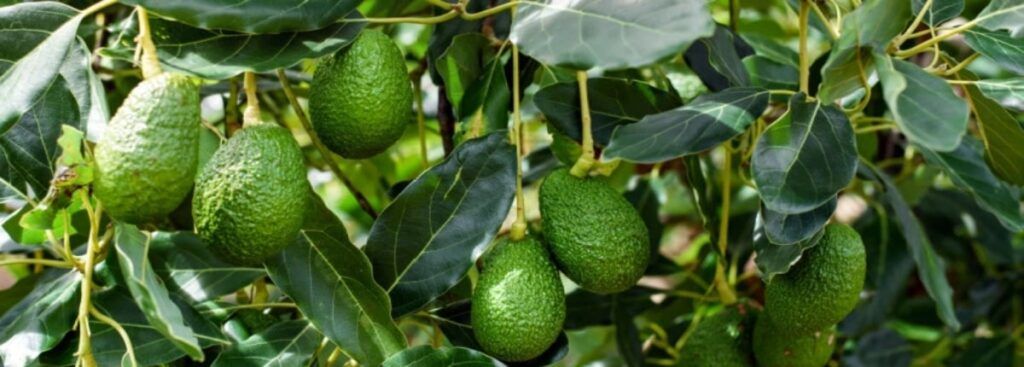 Avocado Malaga