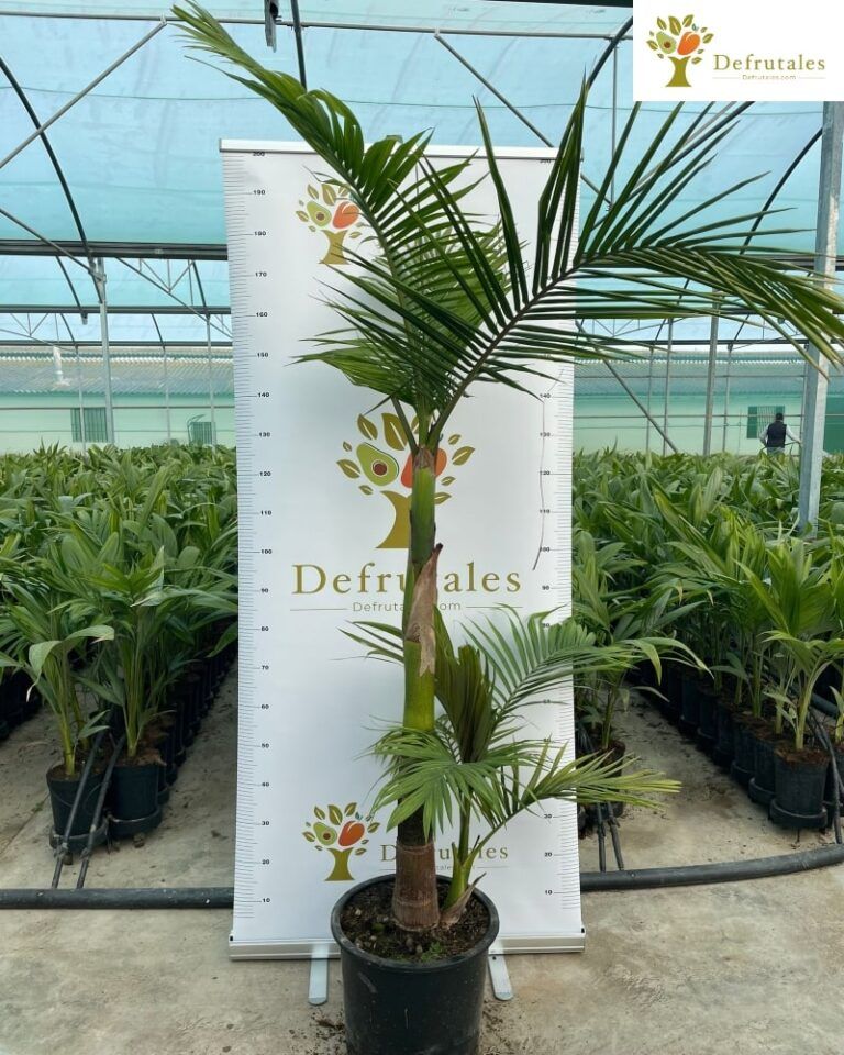 Palmera Real Australiana