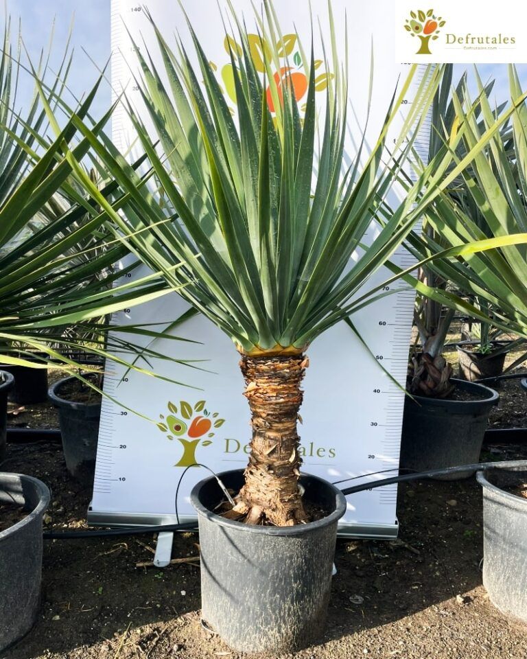 Drago (Dracaena Draco)
