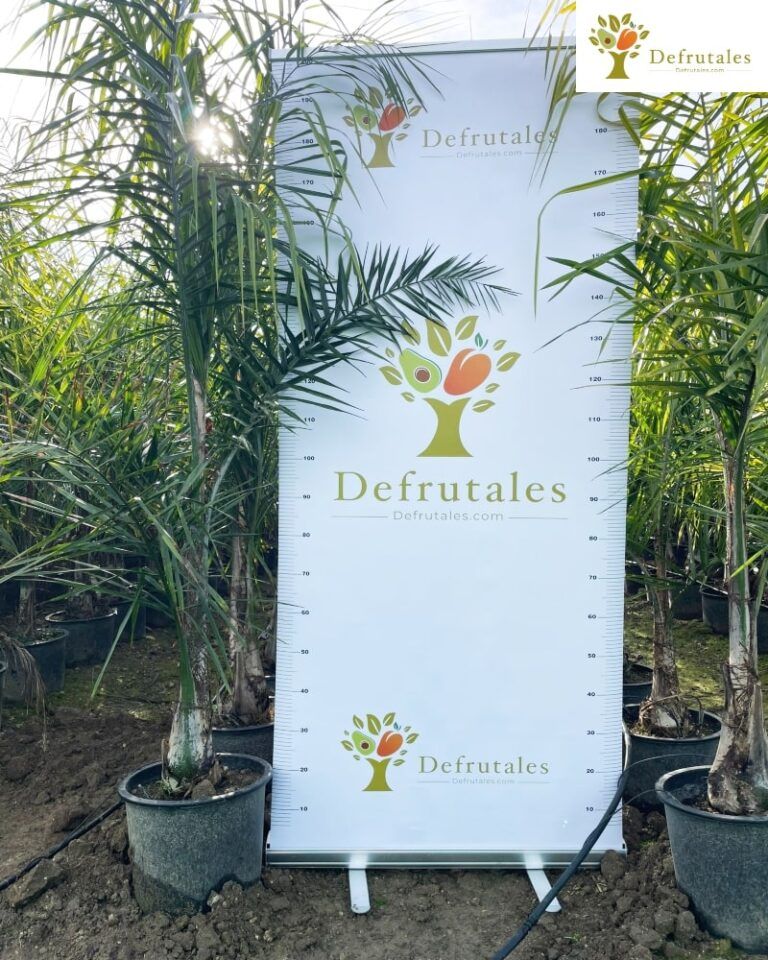 Palmera Coco Plumoso