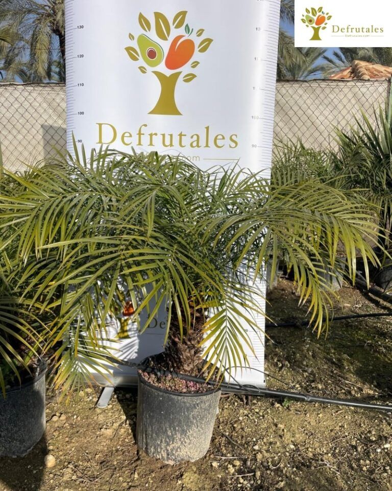 Palmera Enana (Phoenix Roebelenii)