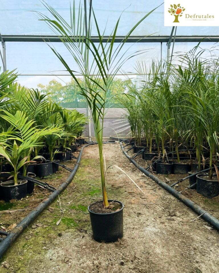 Palmera Real Cubana (Roystonea Regia)